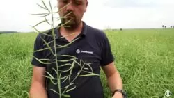 odmiana rzepaku ozimego