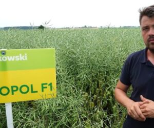 Rzepak ozimy Metropol F1 – nowa odmiana z&nbsp;2021 roku!