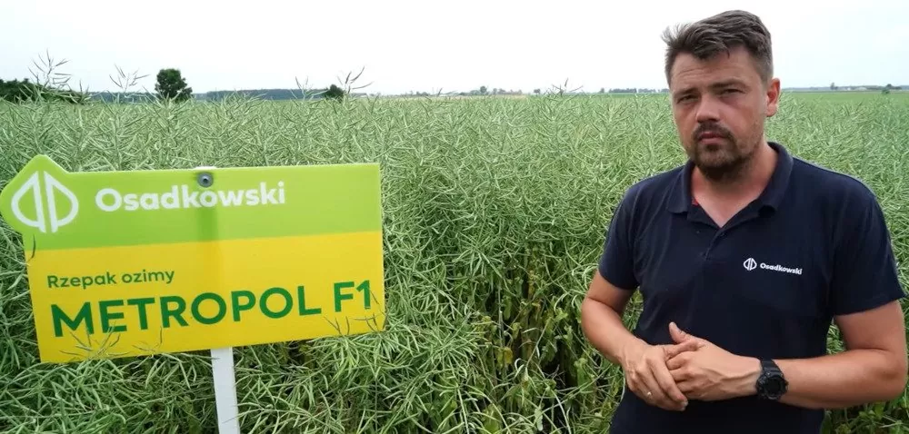 Rzepak ozimy Metropol F1 – nowa odmiana z 2021 roku!