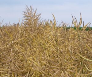 Rzepak w&nbsp;odmianie ES Capello – opinie rolników