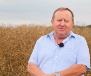 Rzepak ozimy LG Architect w&nbsp;opinii rolnika