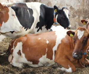 Stan rezerw tłuszczowych krów w&nbsp;okresie okołoporodowym