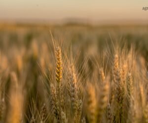 Prognozy zbiorów zbóż 2021- czego się spodziewać? Sprawdź!