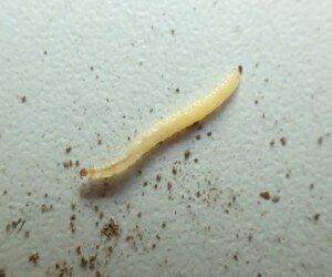 Stonka kukurydziana – jak przeprowadzić zwalczanie szkodnika?