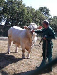 tworzenie stada od zera