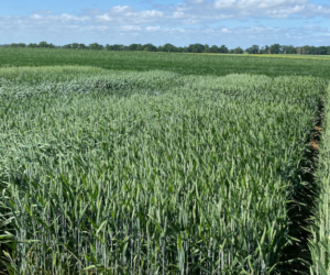 Odmiany zbóż RAGT polecane do siewu