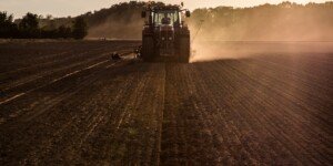 Jesienna ochrona rzepaku ozimego przed chwastami 2025