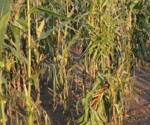 Choroba szalonych wiech – jak zwalczać? Sprawdź!