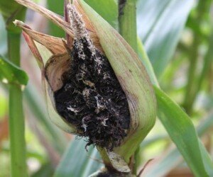 Głownia pyląca kukurydzy – zwalczanie. Dowiedz się więcej!