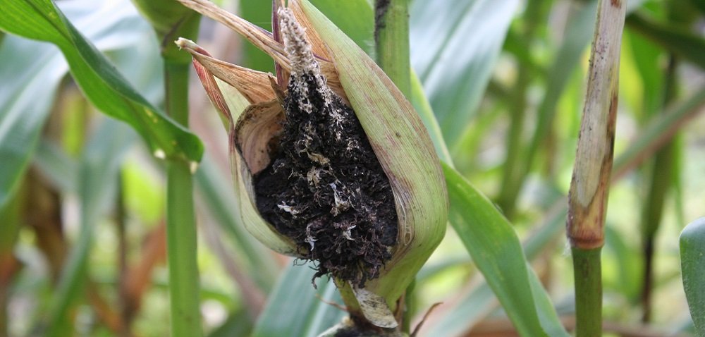Głownia pyląca kukurydzy – zwalczanie. Dowiedz się więcej!