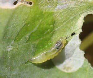 Miniarka kapuścianka w&nbsp;rzepaku – zwalczanie szkodnika