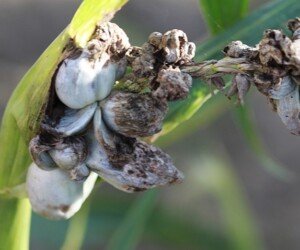 Głownia na kukurydzy, czyli głownia guzowata. Czy jest zagrożeniem?