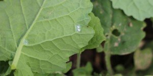 Mączlik zagraża rzepakom – jak zwalczać szkodnika?