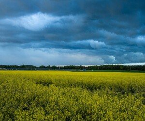 Odmiany rzepaku ozimego rekomendowane do uprawy