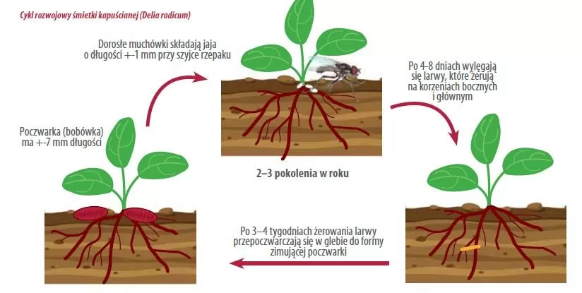 Śmietka kapuściana w rzepaku