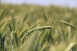 Agrofakt- Prawidłowa ochrona zbóż