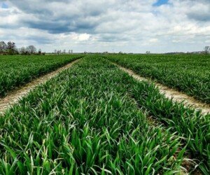 Bakterie wiążące azot z powietrza – rodzaje