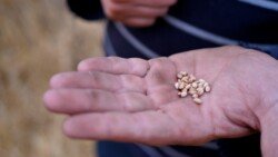agrofakt- Zbiór zbóż 2021