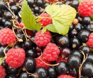 Rynek owoców 2021 – jakie są ceny i&nbsp;prognozy? Sprawdź!