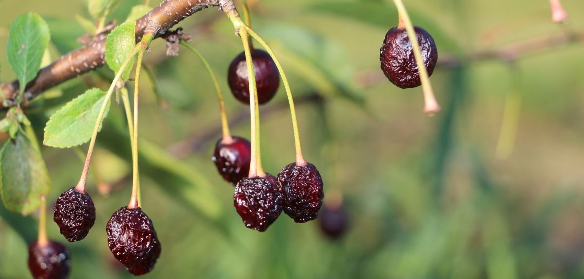 Gorzka zgnilizna wiśni objawy, zapobieganie i zwalczanie 2025