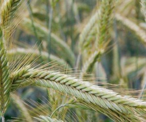 Odmiany żyta hybrydowego – najlepszy wybór na słabsze stanowiska?