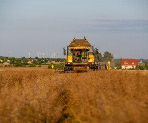 Cena skupu rzepaku 2021. Dobre zbiory i&nbsp;wzrost przerobu rzepaku w&nbsp;kraju