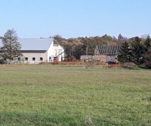 Pomoc dla hodowców świń. Zbyt mało i&nbsp;zbyt późno?