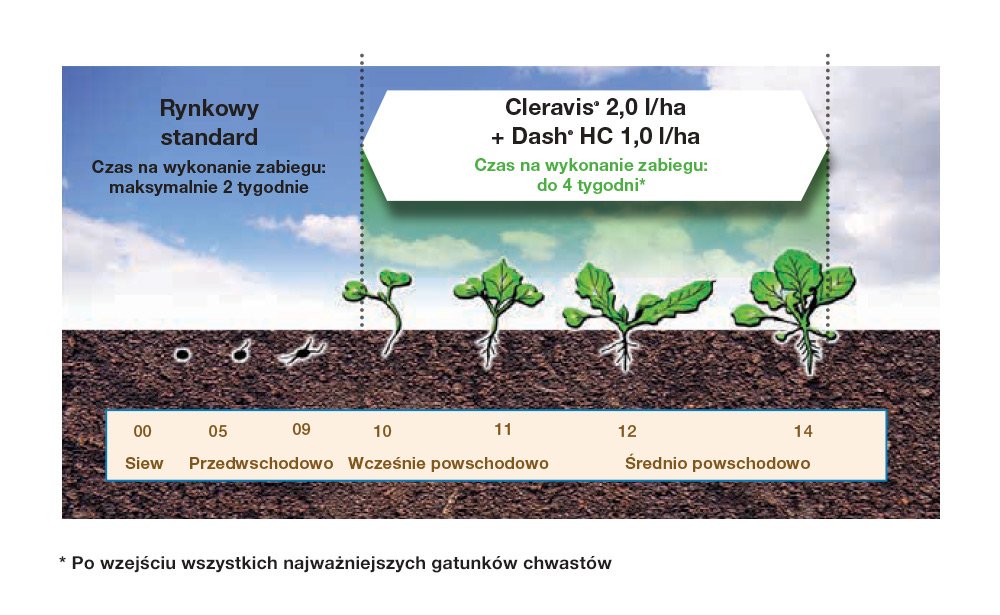 odmiany rzepaku clearfield