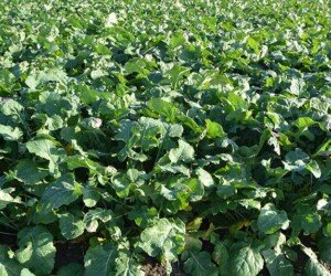 Skracanie i&nbsp;ochrona w&nbsp;jednym – czyli, jaki regulator wzrostu w&nbsp;rzepaku jesienią?