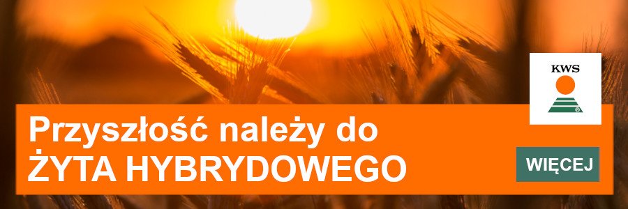 odmiany żyta hybrydowego