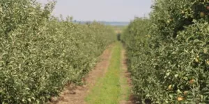 Jak zapobiegać nadmiernemu wzrostowi drzew jabłoni?