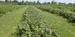 Mankozeb wycofany – stosowanie możliwe do końca listopada