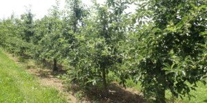 Na chwasty w&nbsp;sadach i&nbsp;na plantacjach kwas roślinnego pochodzenia