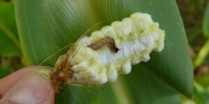 Omacnica prosowianka po zbiorze kukurydzy – kultywatorem na szkodnika