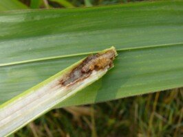 omacnica prosowianka po zbiorze kukurydzy