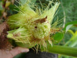 omacnica prosowianka po zbiorze kukurydzy