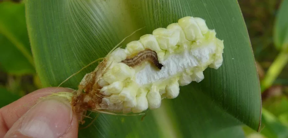 Omacnica prosowianka po zbiorze kukurydzy – kultywatorem na szkodnika