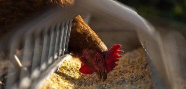 Grypa ptaków w&nbsp;Polsce 2021