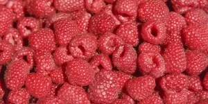 Cena malin wciąż imponująca! Czyli jaka przyszłość plantacji?