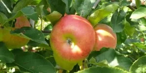 Polskie jabłko niezgody – czyli komu, za co i&nbsp;za ile?