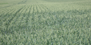 Koszty produkcji pszenicy. Czy jest sens robić kalkulacje?