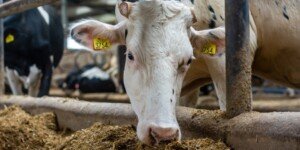 Modernizacja gospodarstw rolnych. Nabór 2021 niebawem się zakończy