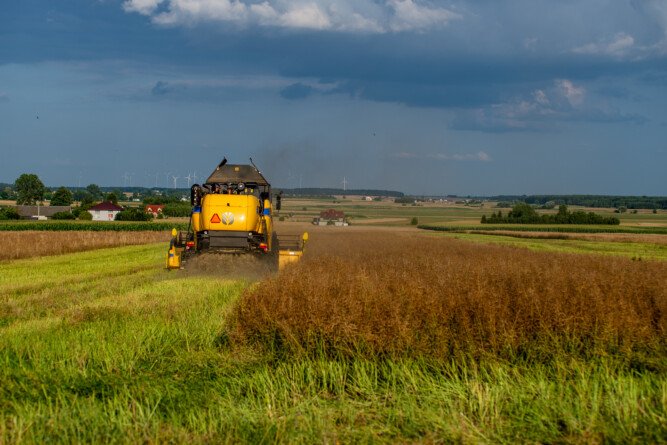 Aktualności rolnicze- Ceny rzepaku w umowach terminowych