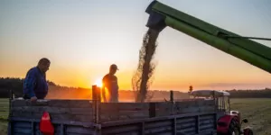 Ceny zbóż w&nbsp;sierpniu 2022 w&nbsp;Polsce południowej. Sprawdź!