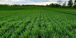 SU Aventinus – pszenica ozima odmiany AZOL FREE!