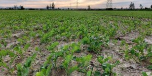 Skuteczne zwalczanie uciążliwych chwastów w&nbsp;rzepaku ozimym