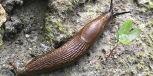 Środek na ślimaki, czyli konieczna ochrona rzepaku