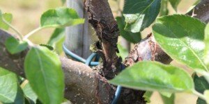 Tiofanat metylu – do kiedy można stosować ten fungicyd?