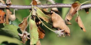 Zaraza ogniowa – zapobieganie chorobie i&nbsp;jej rozprzestrzenieniu