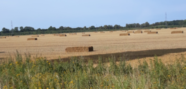 Żniwa zbożowe 2021